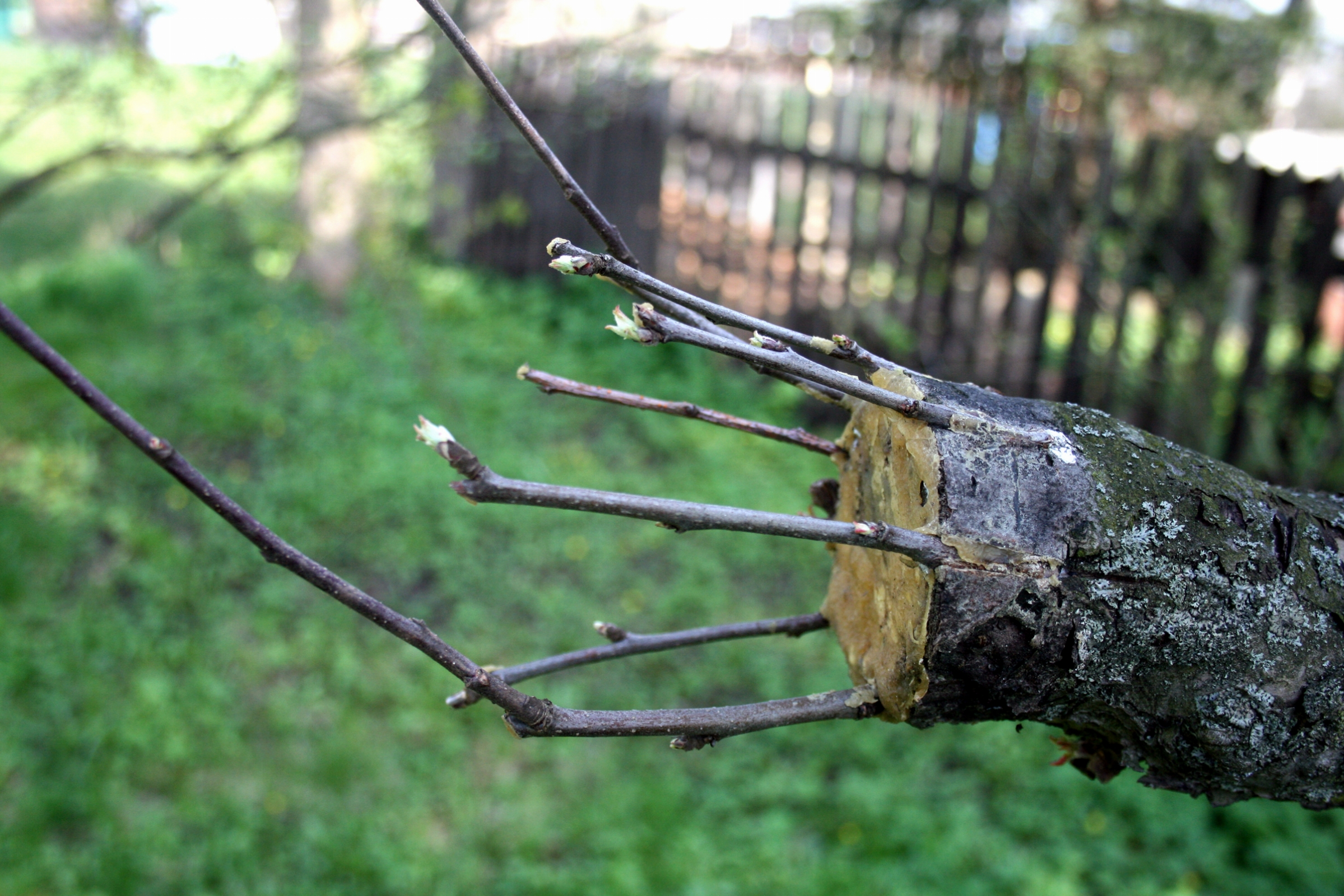 apple-tree-grafting-2.jpg - Click image for larger version  Name:	apple-tree-grafting-2.jpg Views:	1 Size:	2.35 MB ID:	83771