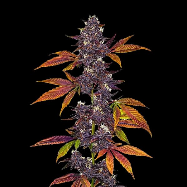 auto-cbd-purple-cannabis-seeds-by-bulk-white-label1.jpg