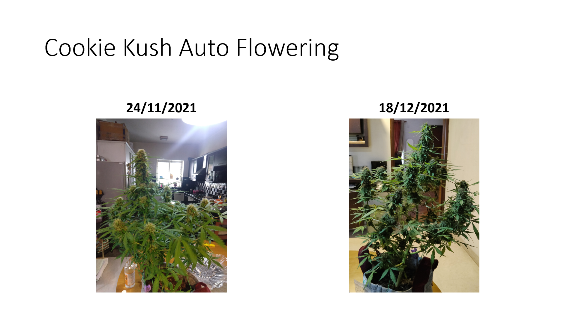 Auto side by side.png