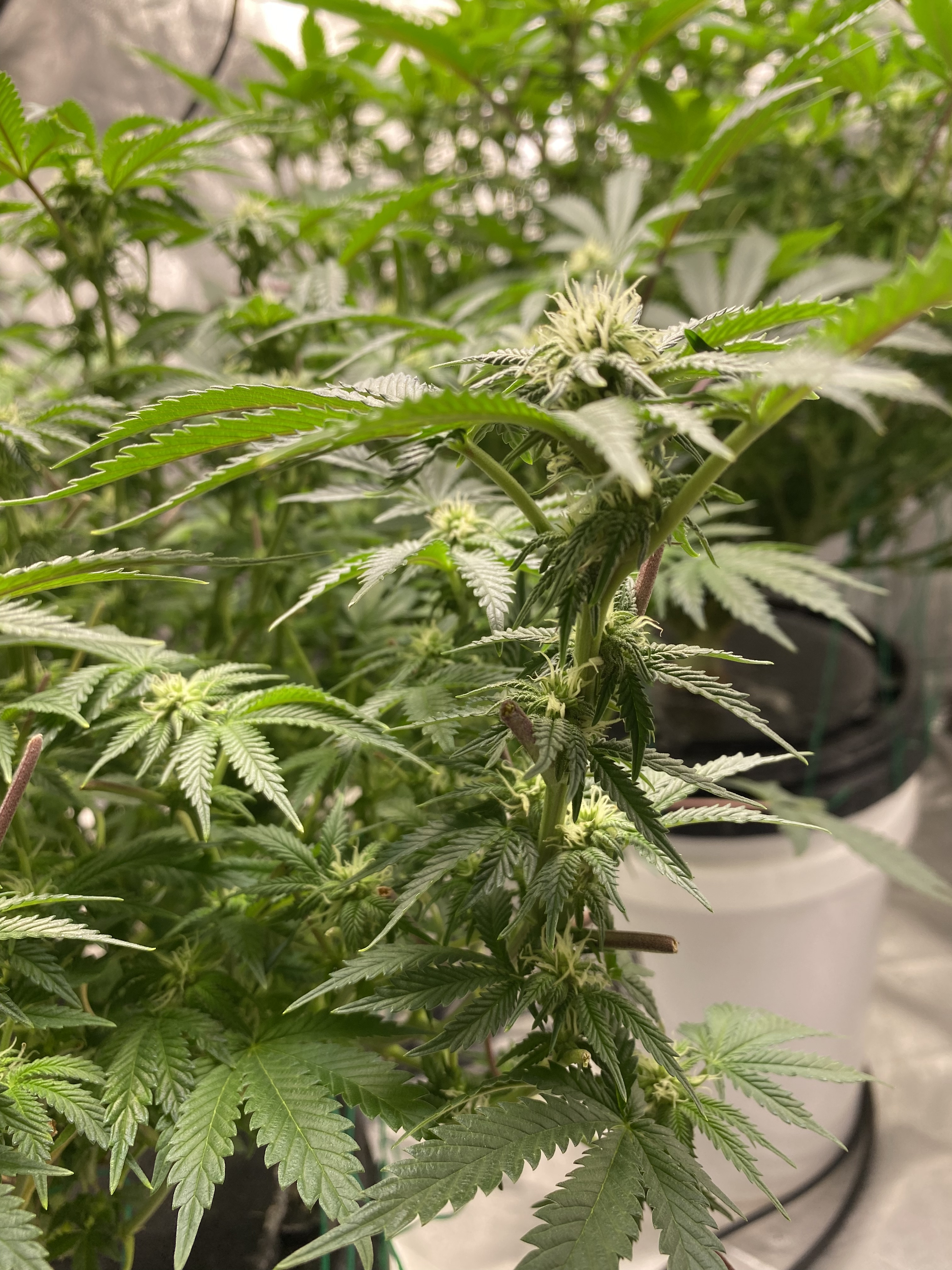 Chocolate Mint OG  - Click image for larger versionName:	B0E4CFCC-6862-4324-B2FB-7B6660E8AEA0.jpegViews:	0Size:	2.44 MBID:	544116