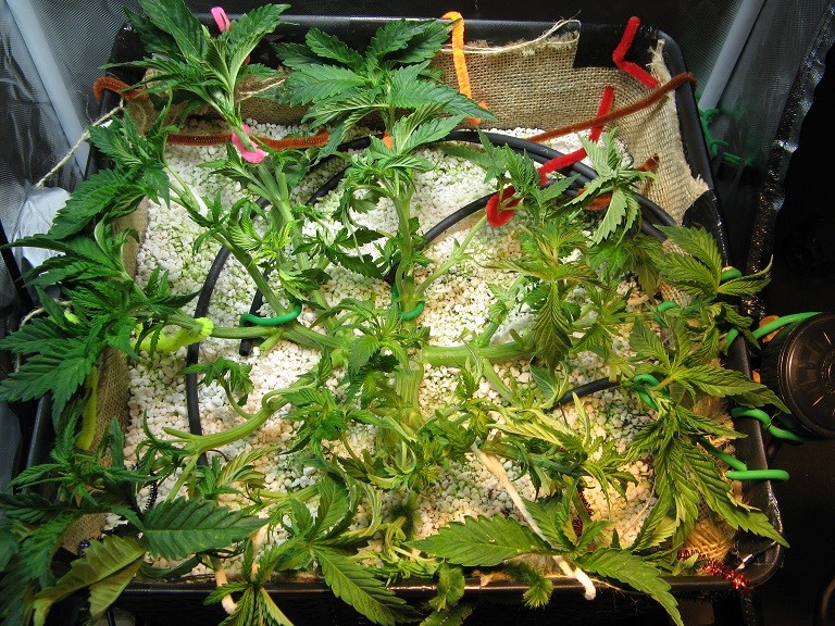 BabySCROG.jpg - Training a White Widow for SCROG