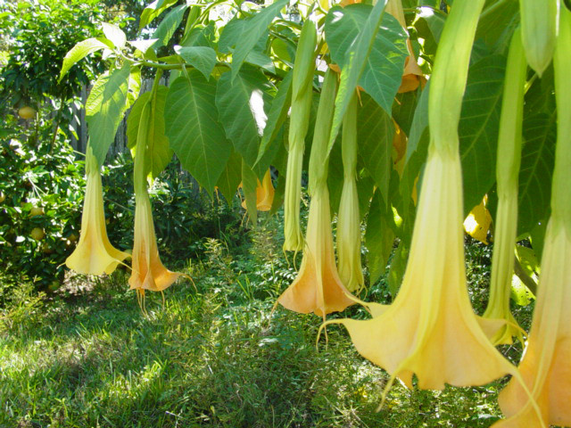 backyard_angel_trumpets.jpg