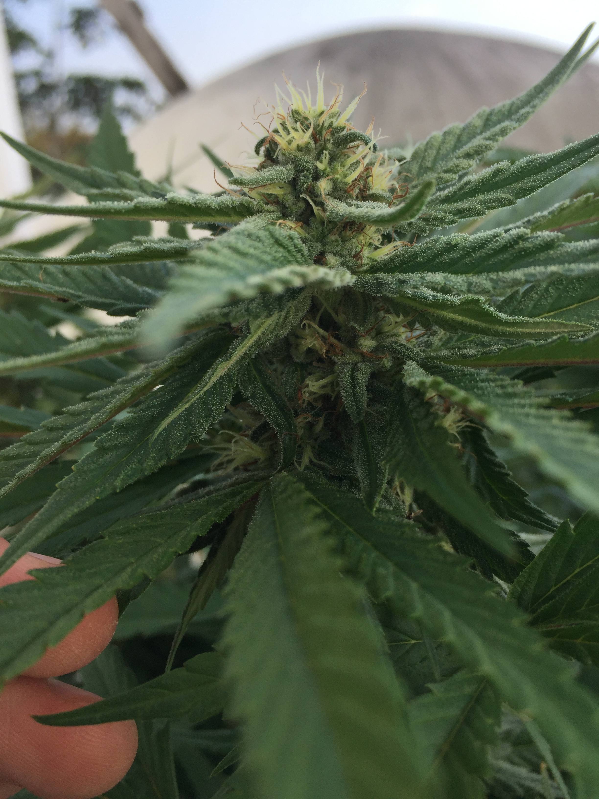 BAFAB773-E2C8-40AF-97BE-5431967ED93A.jpeg