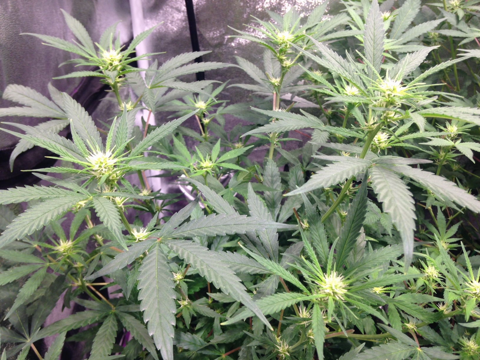 Bag seed flower.JPG