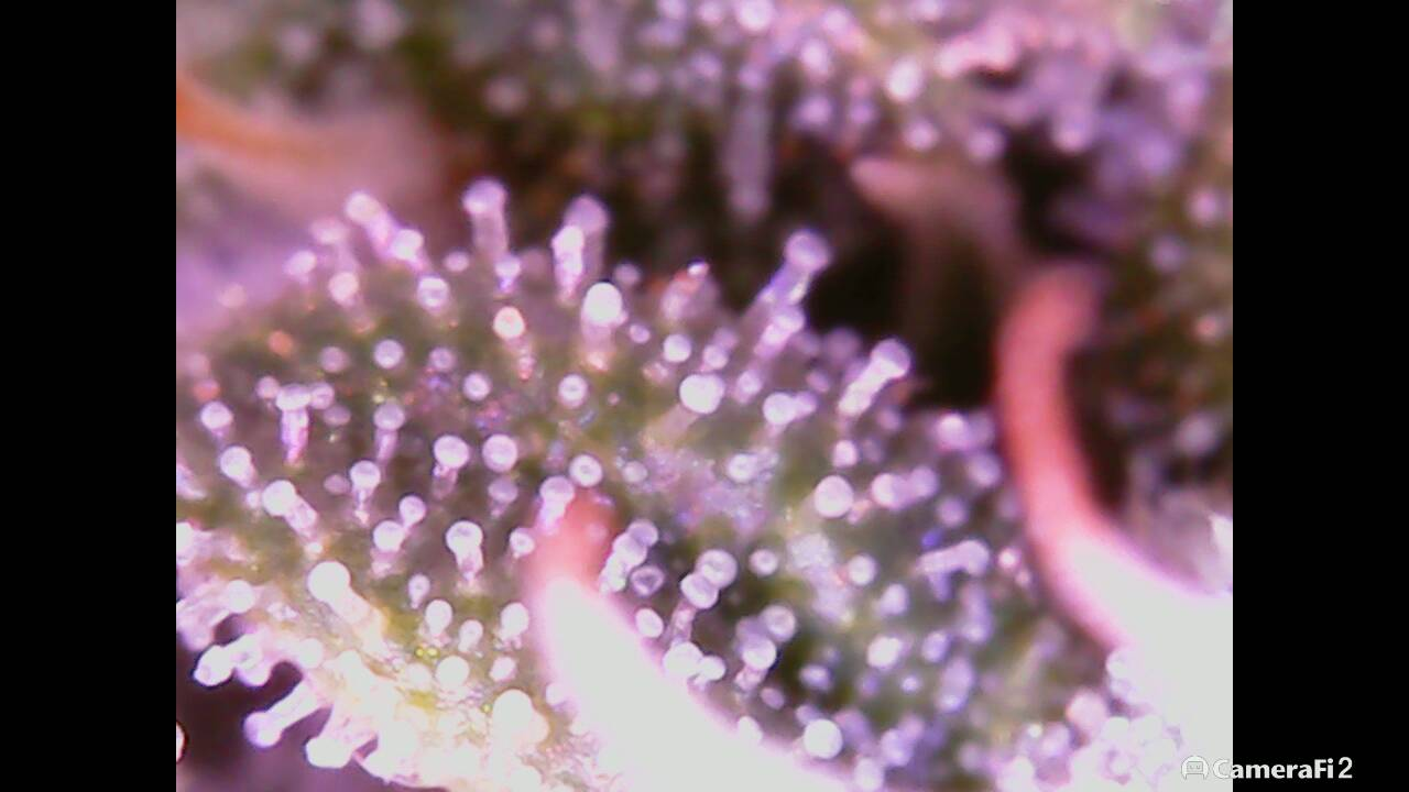 BD trichomes 2.png
