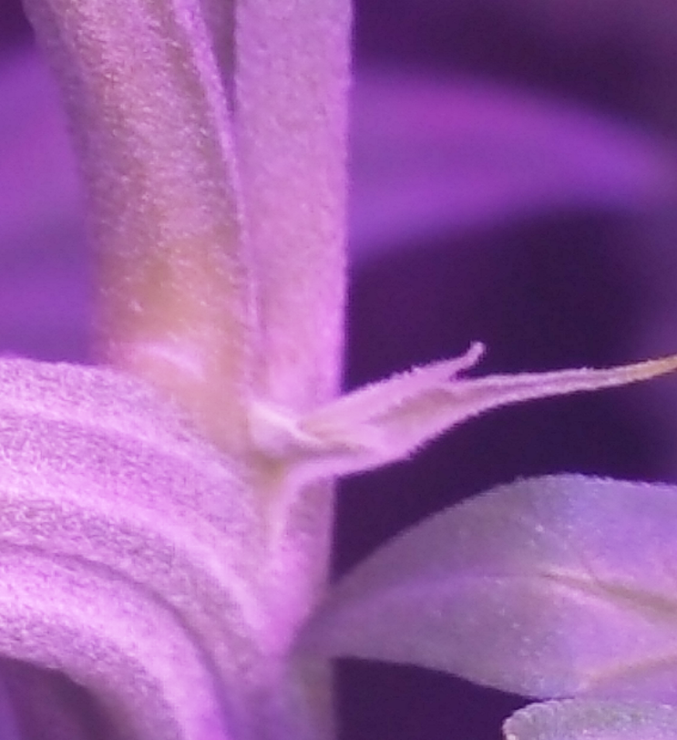 BD Week 10-calyx-120190203_132142.png