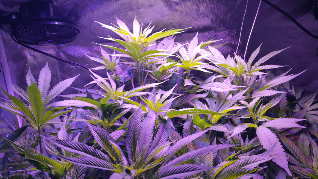 BD Week 11 canopy 20190210_121434.png