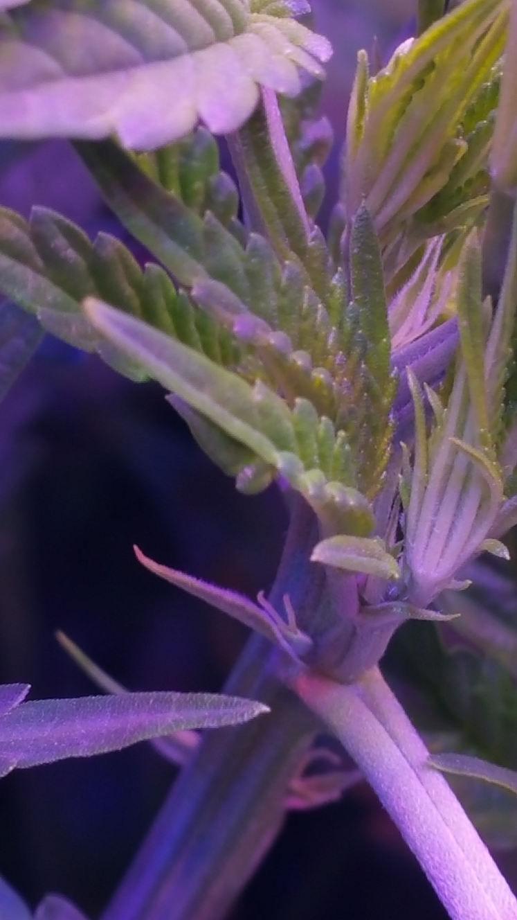 BD Week 11 closeup 20190210_121434.png