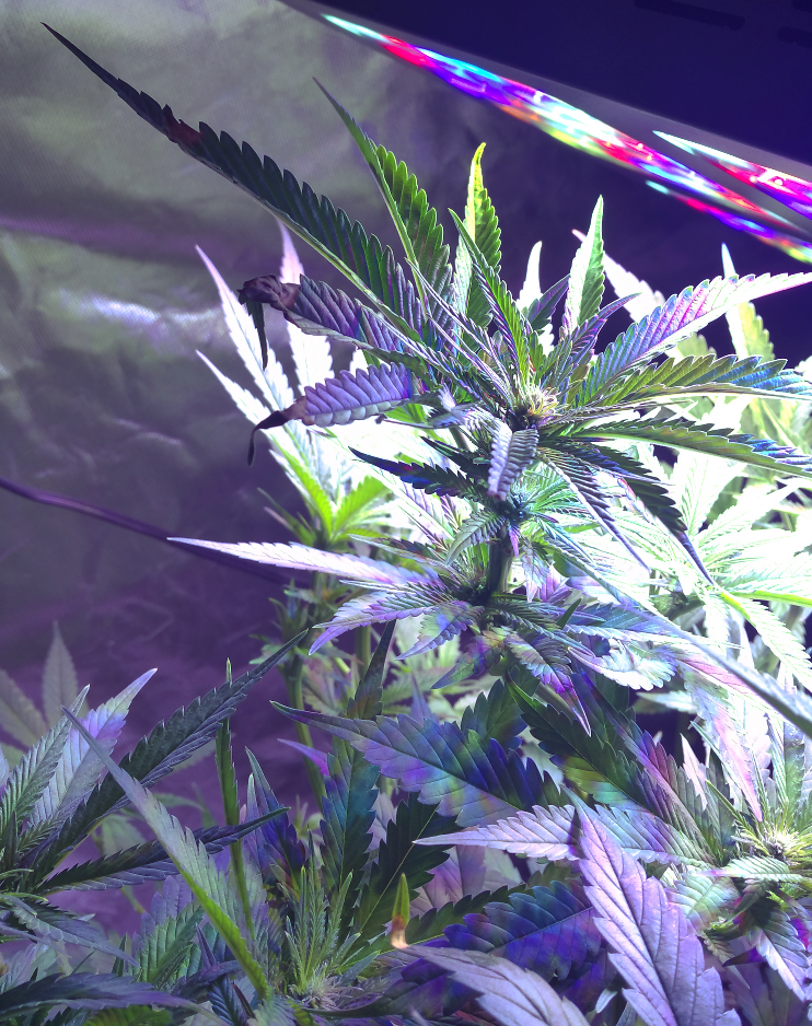 Click image for larger version  Name:	BD Week 12 buds-3 20190217_202415.png Views:	1 Size:	1.33 MB ID:	292662
