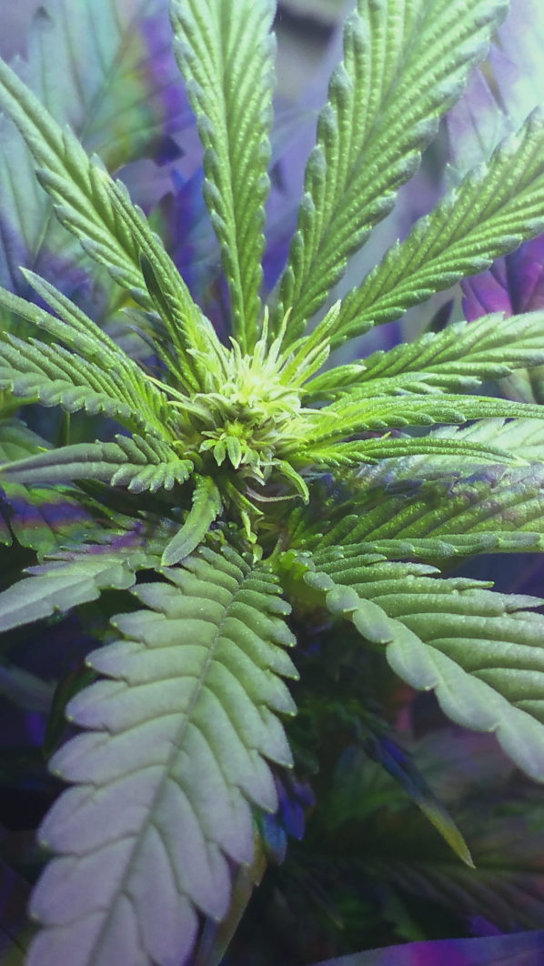 Click image for larger version  Name:	BD Week 12 buds-4 20190217_202415.png Views:	1 Size:	1.04 MB ID:	292661