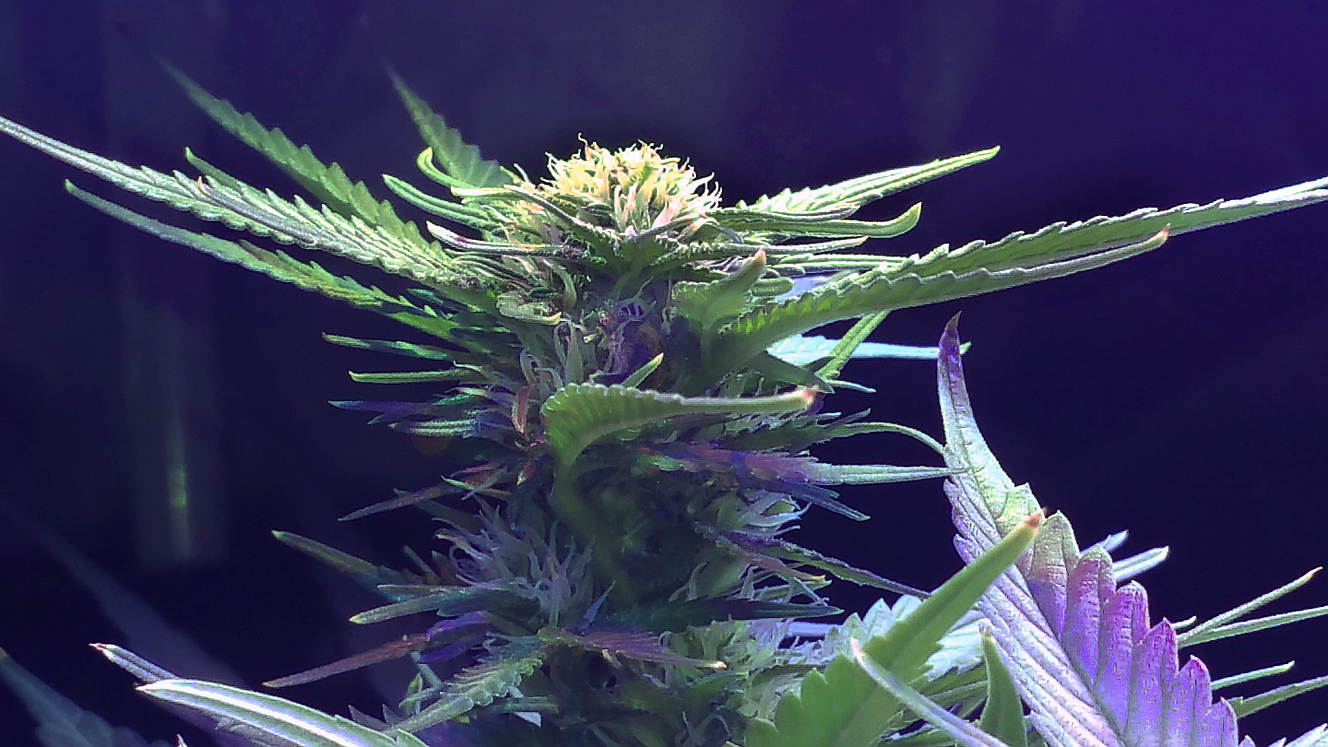 BD Week 13b bud 1 20190225_212703.png