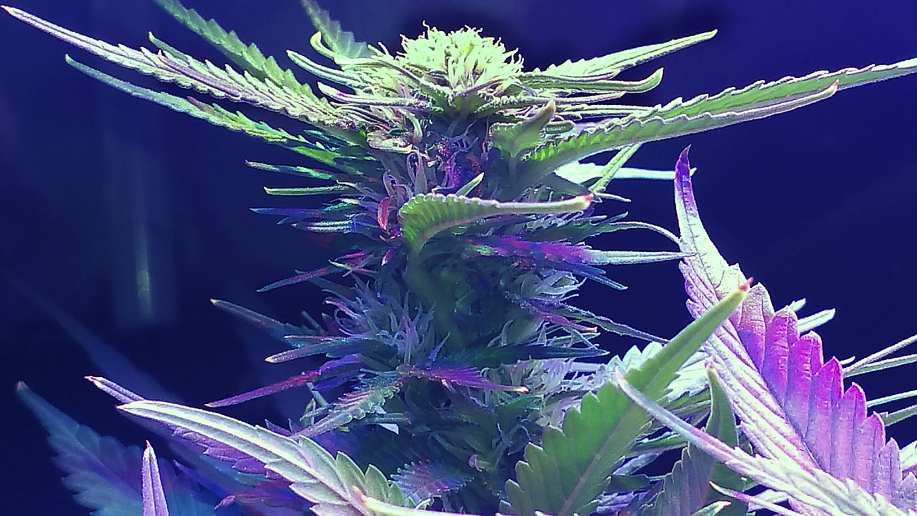 BD Week 13b bud 2 20190225_212703.png