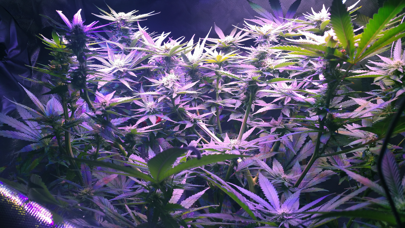 BD Week 13b canopy 20190225_212703.png