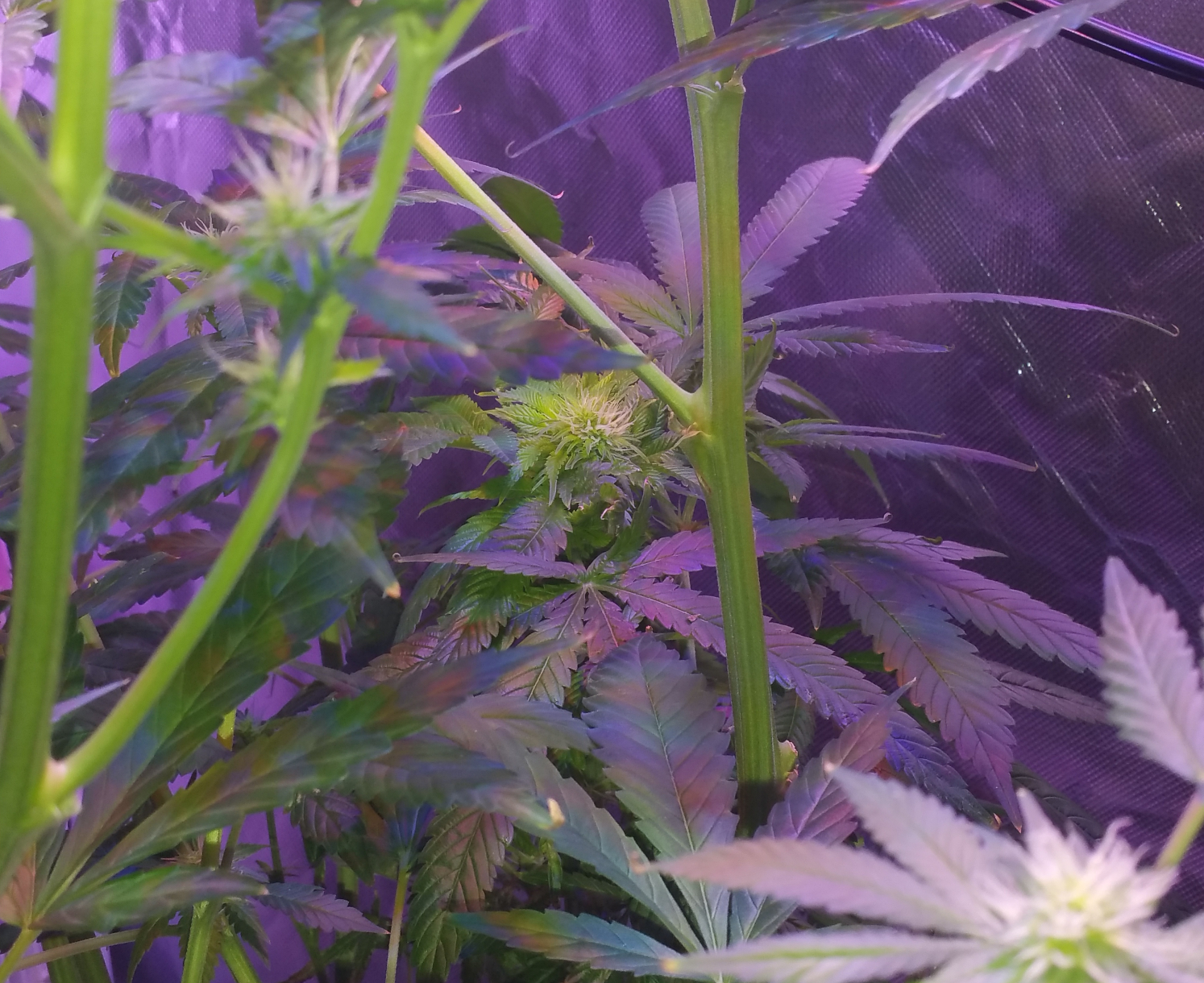 BD Week 14 - bud 2 20190303_152825.png