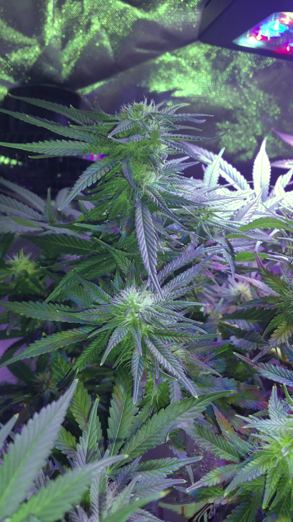 BD Week 14 - bud 5 20190303_152825.png