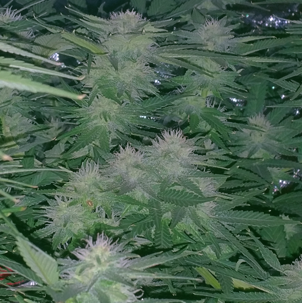 BD Week 15 - sugar buds natural 20190307_190959.png