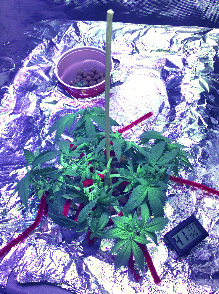 BD week 5 LST day 1 20181225_115126.png