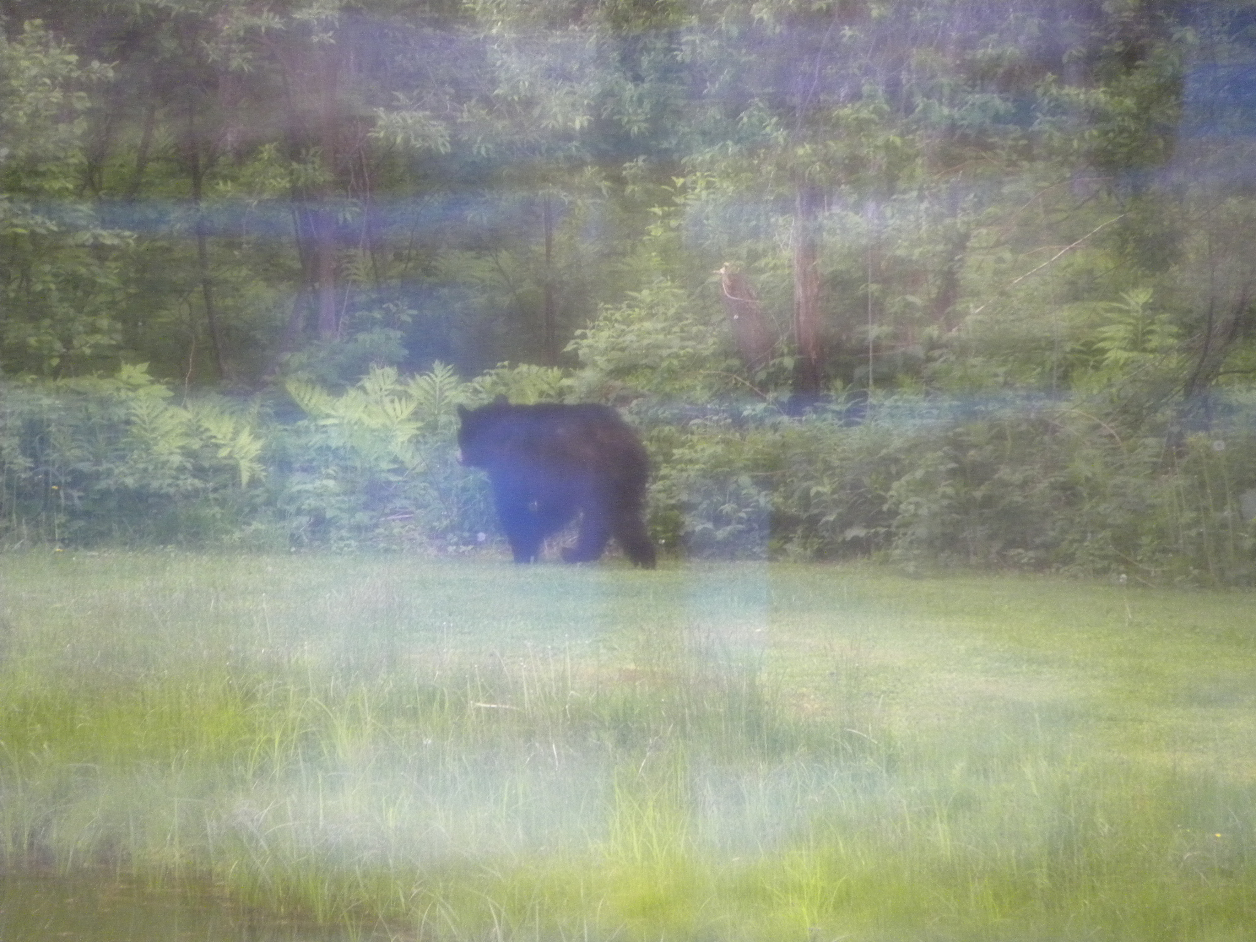 bear.jpg