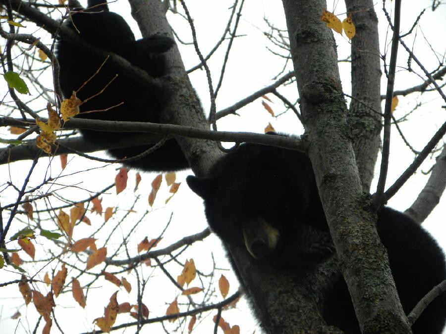 Click image for larger version  Name:	summer bear.jpg Views:	0 Size:	213.9 KB ID:	379573