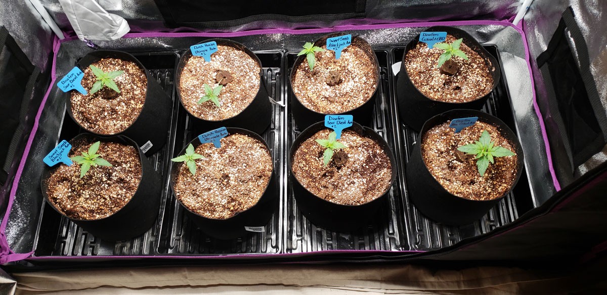 beginning-week-2-seedlings.jpg