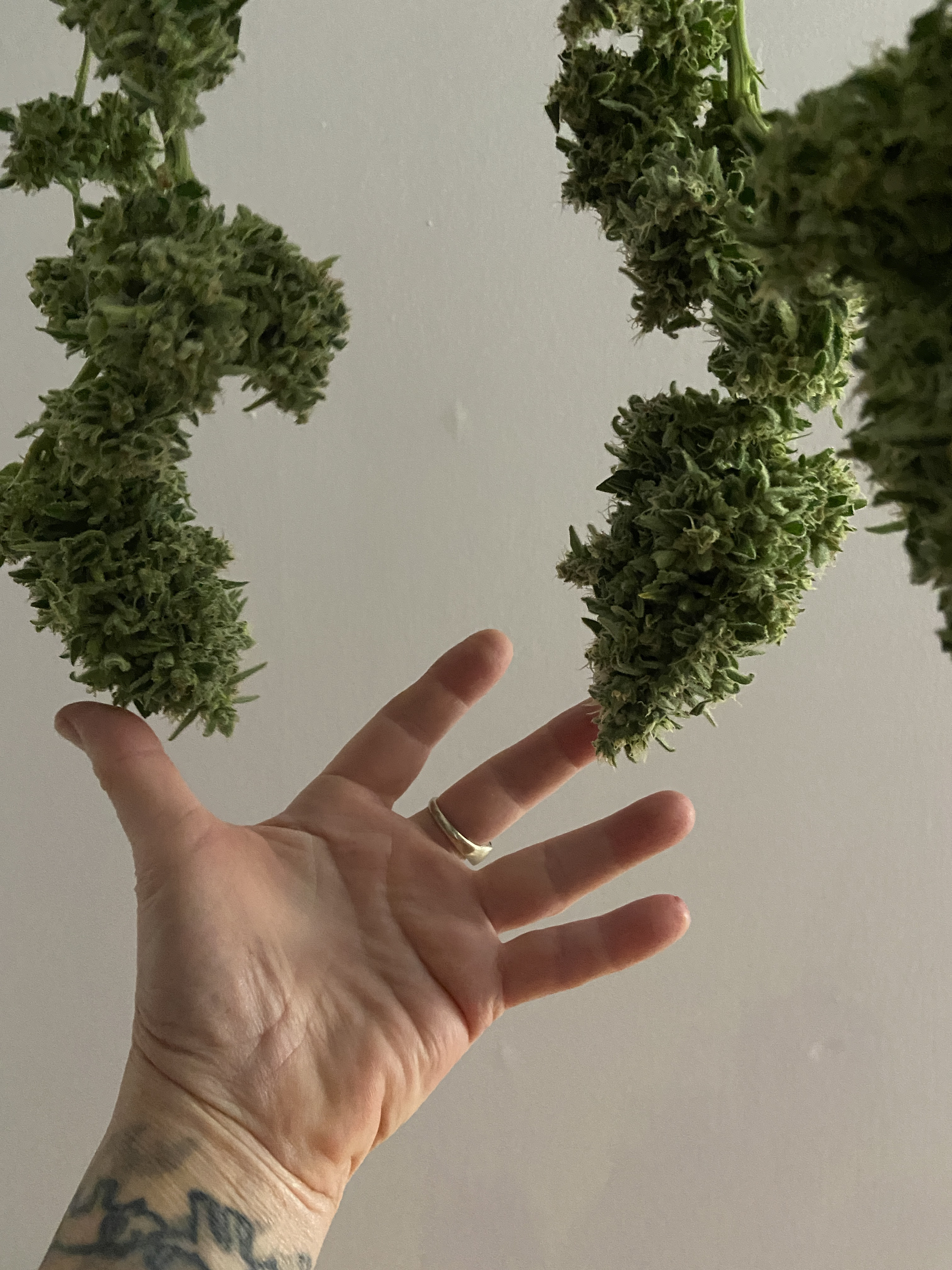 big buds2.JPG