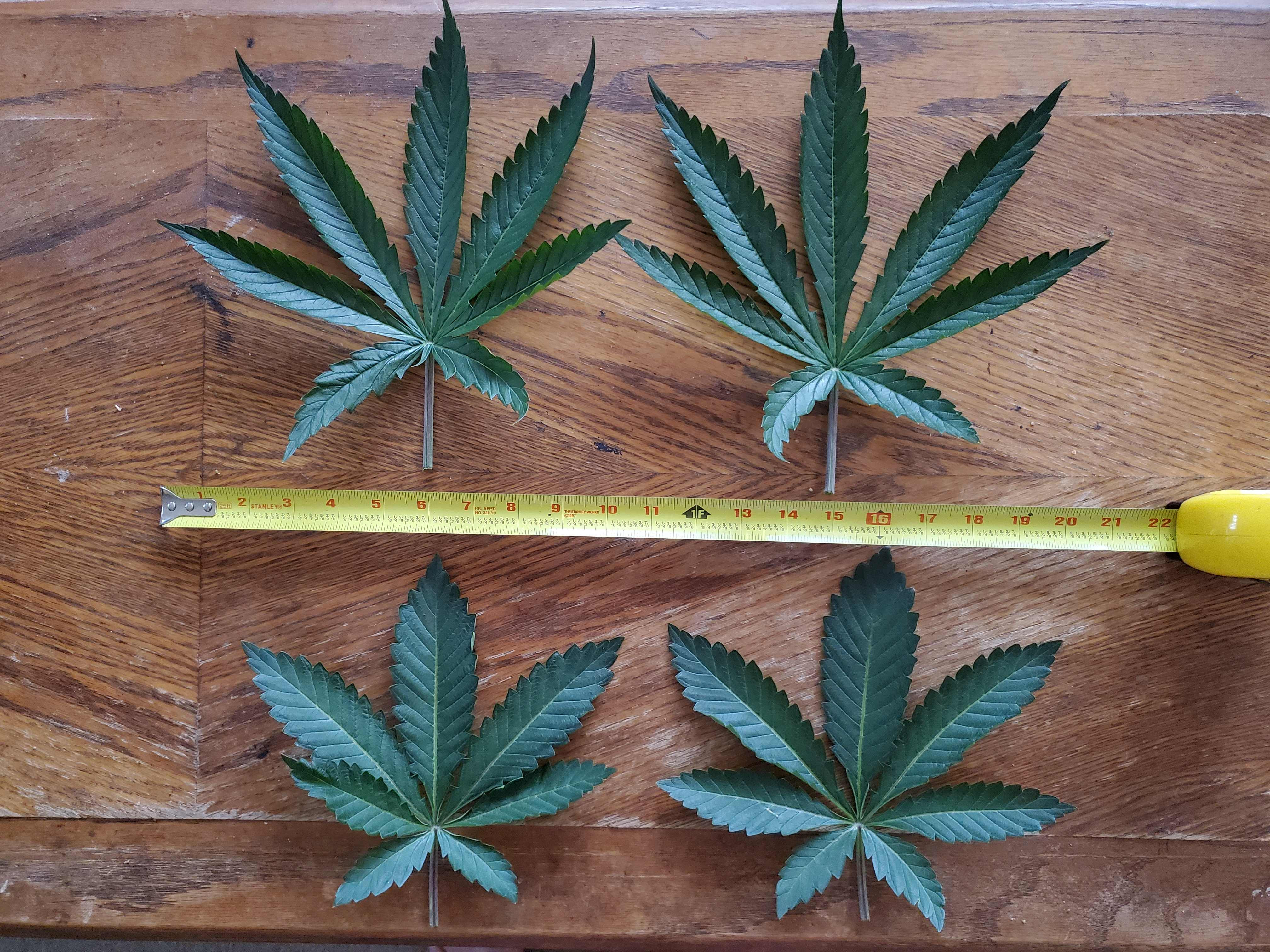 BIG LEAVES A.jpg