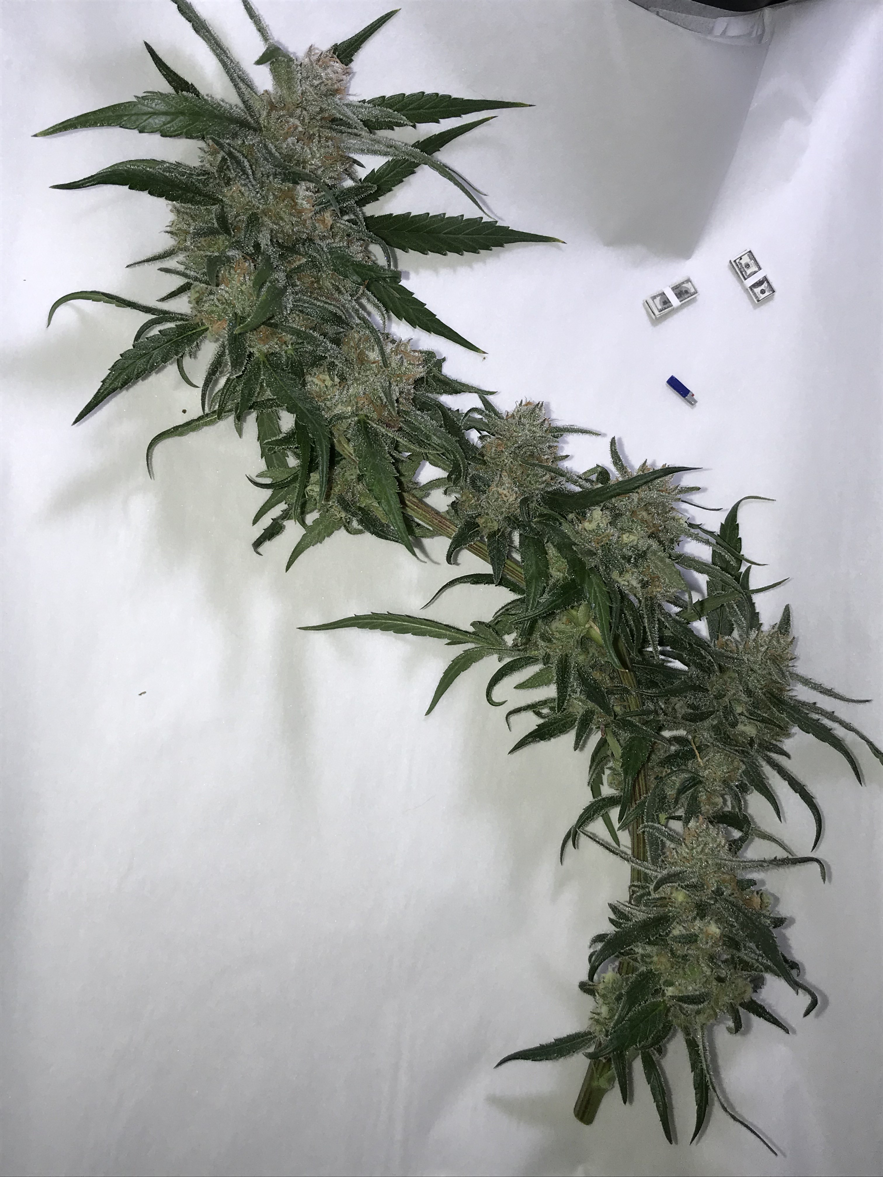 biggest bud c99.JPG