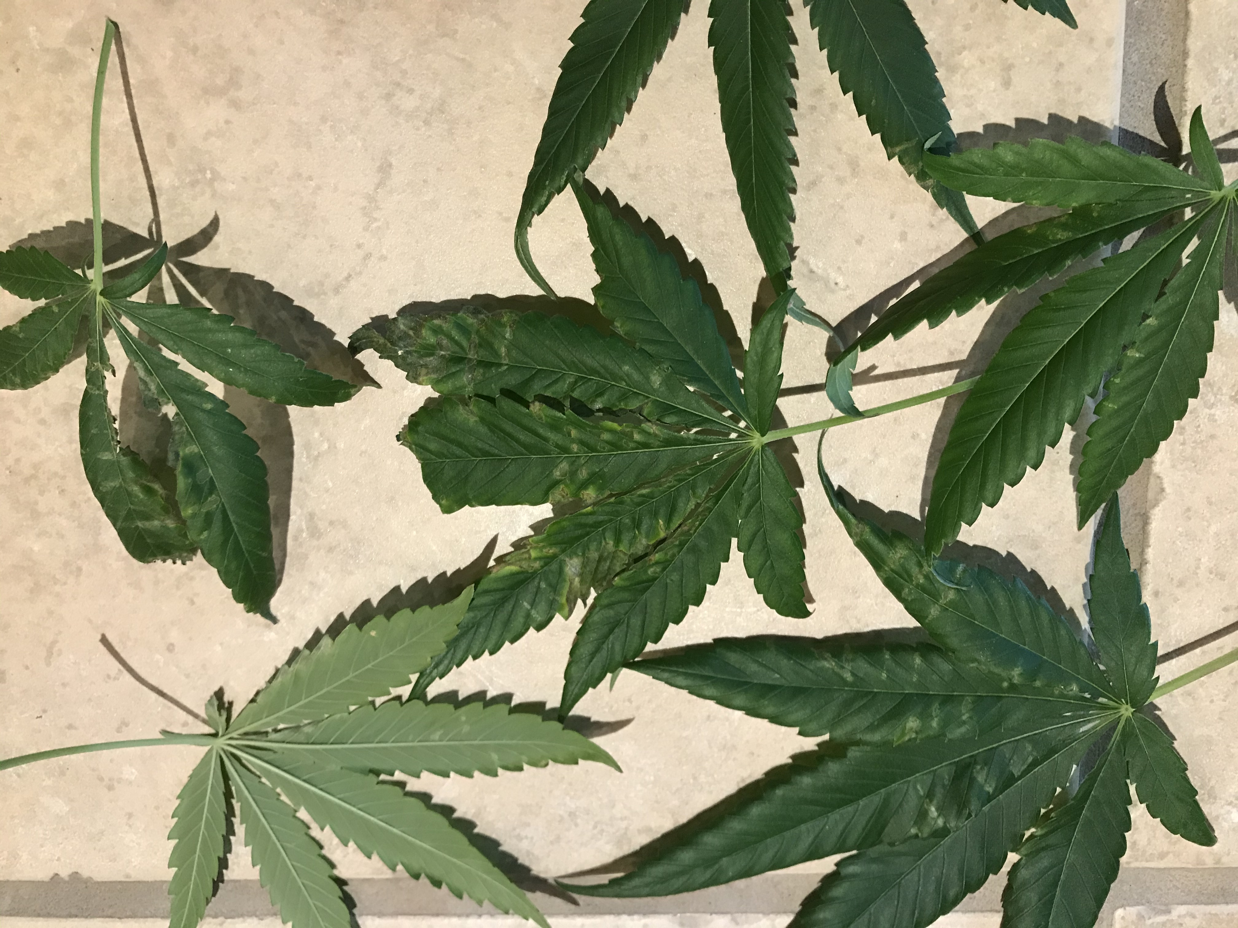 Blotchy Leaves.jpg - Blotchy spots, dried areas, lower leaves on one plant