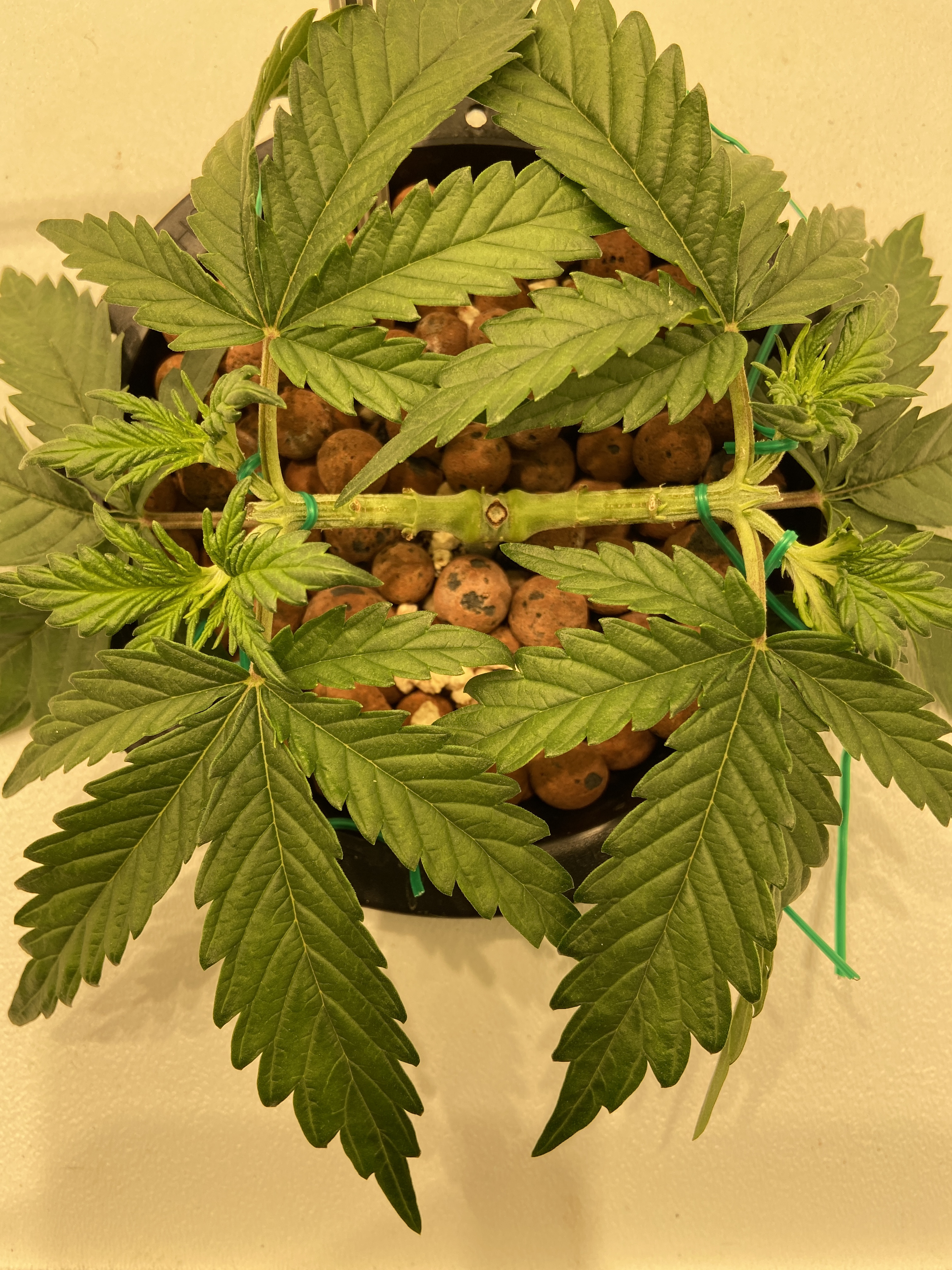 blu og 4 20.JPG