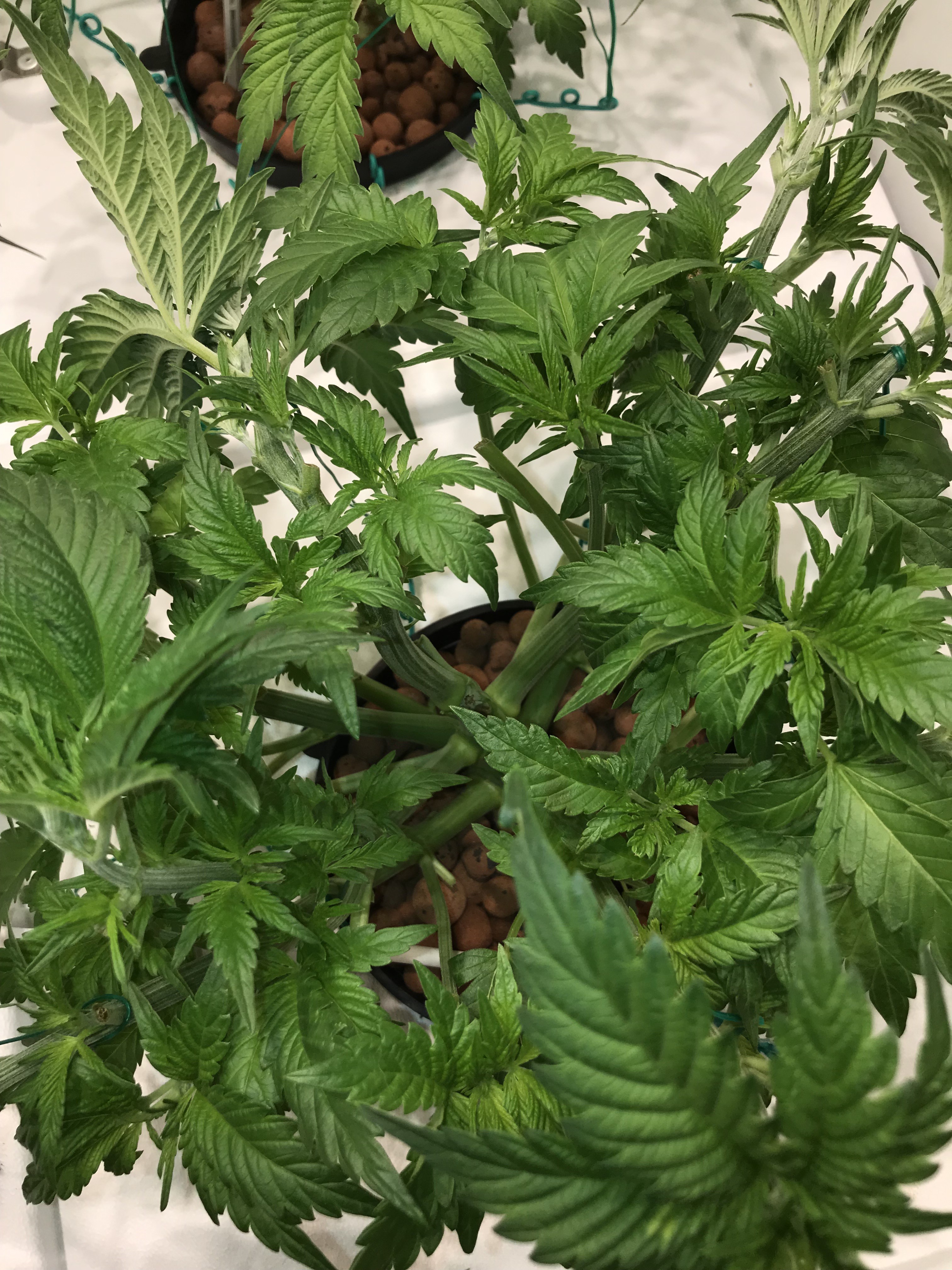 blu og lst.JPG