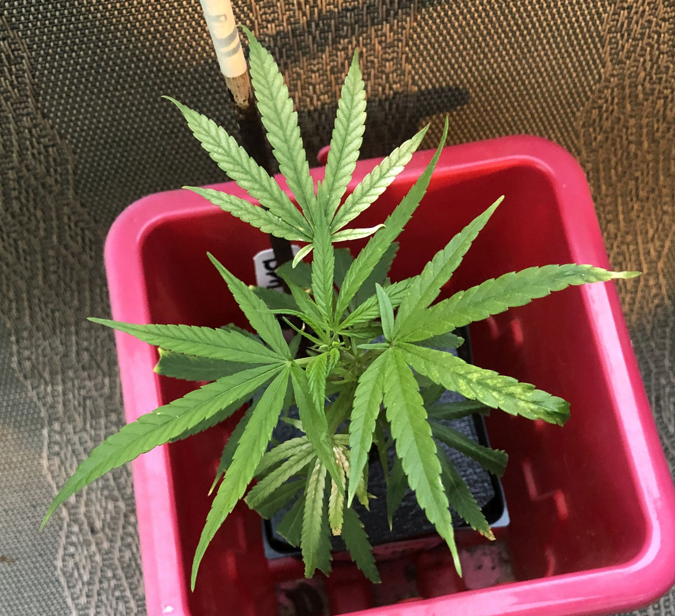 Blue Dream yellow.jpg