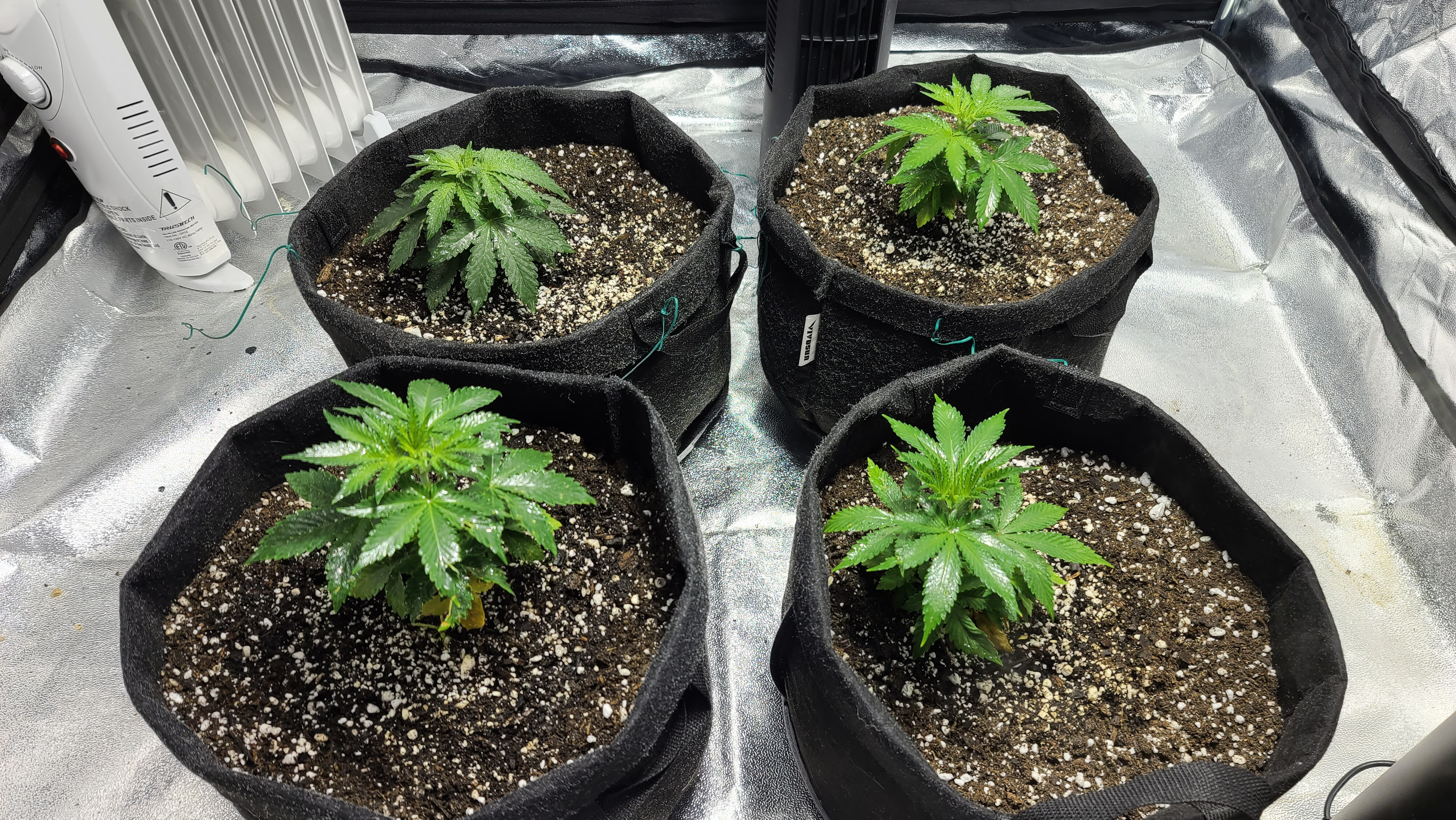 blueHazeAndLemonKush.jpg
