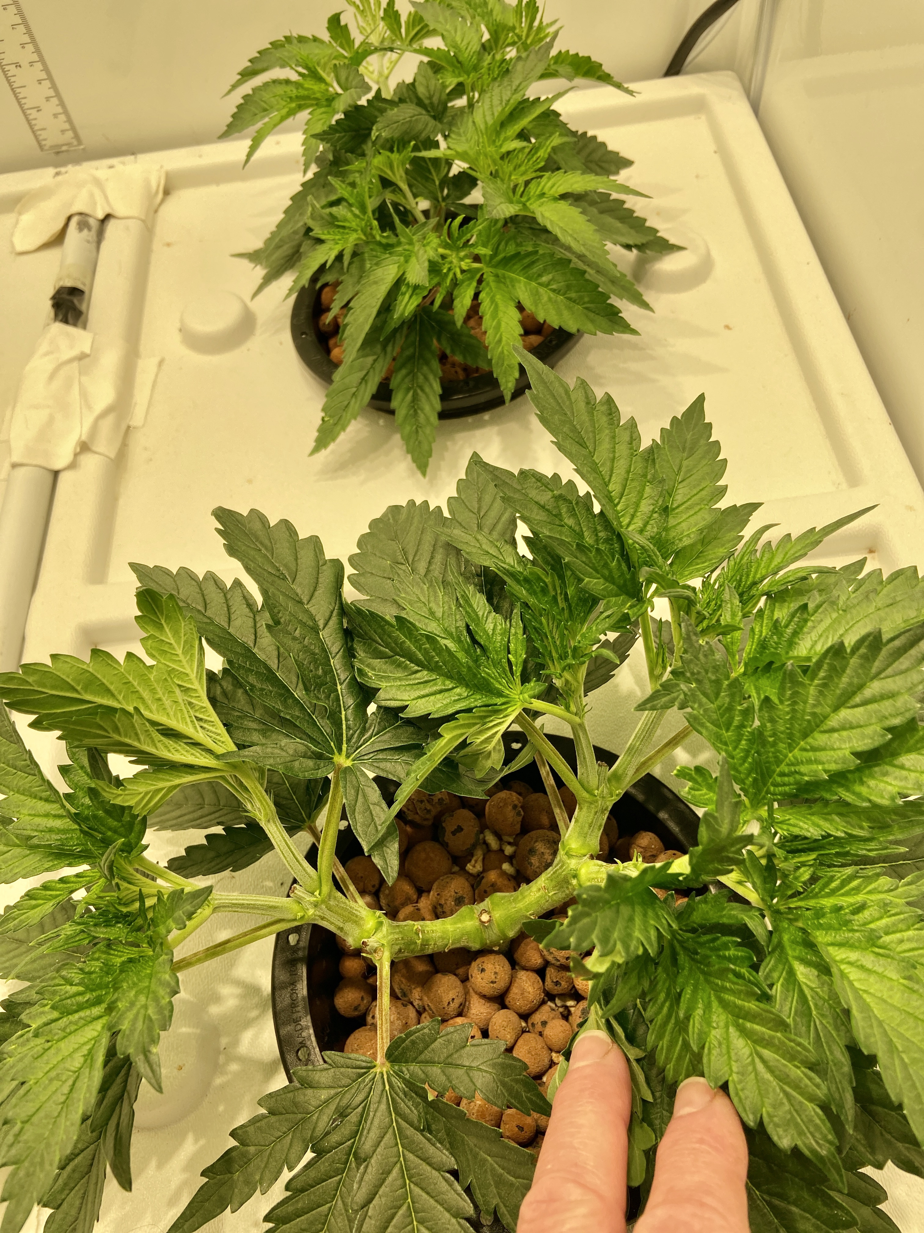 blueog apr28.JPG