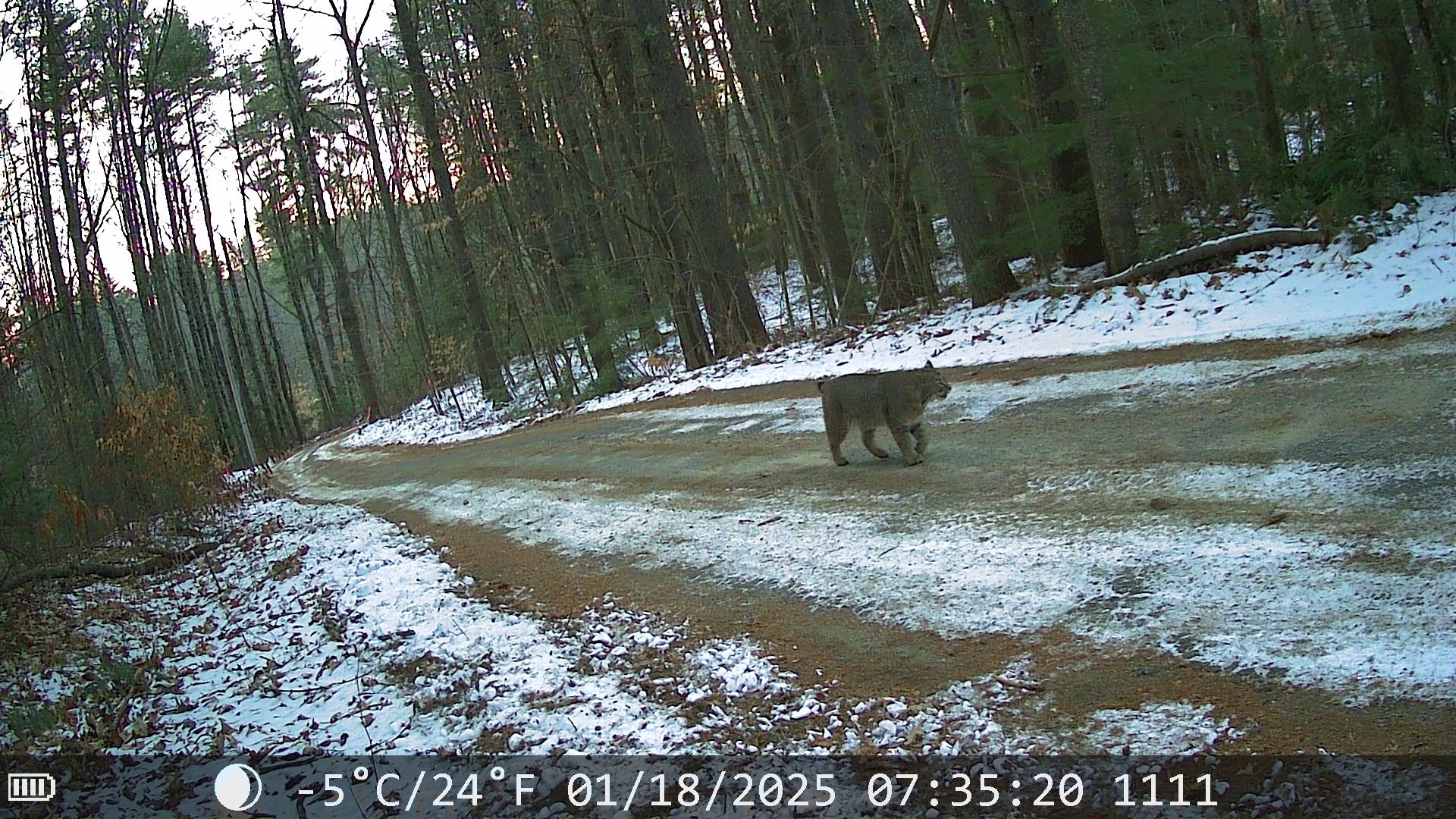 BOBCAT.jpg