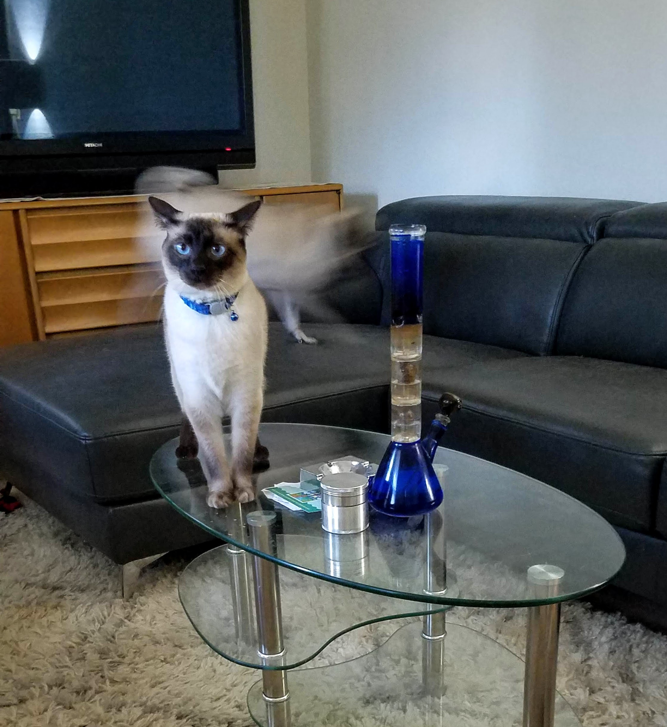 BongCat.jpg
