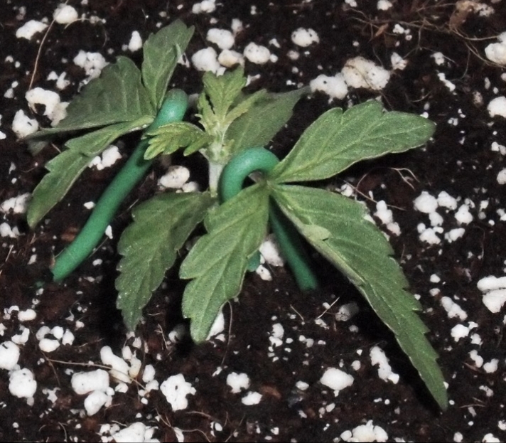 Click image for larger version  Name:	Bonsai Bud Day 16.jpg Views:	1 Size:	334.6 KB ID:	106048