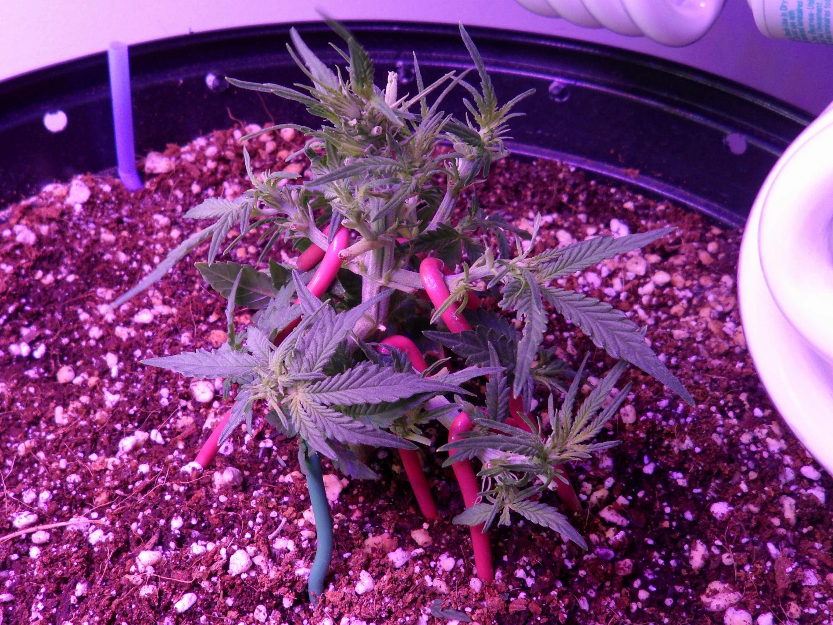 Click image for larger version  Name:	Bonsai Bud Defoliated.jpg Views:	2 Size:	3.88 MB ID:	106050