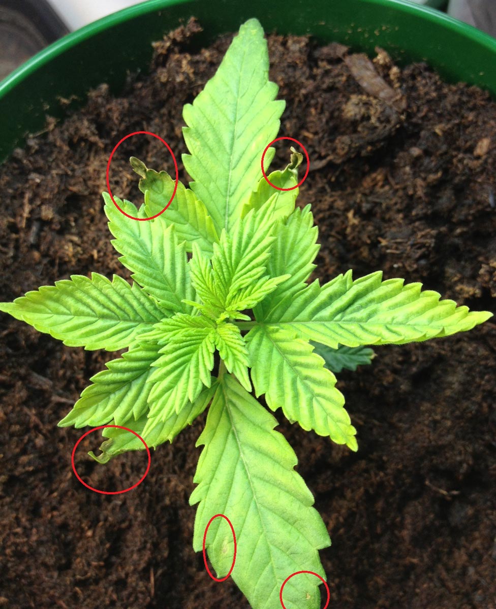brown-spots-curled-tips-thick-soil-overwatered-cannabis-seedling.jpg
