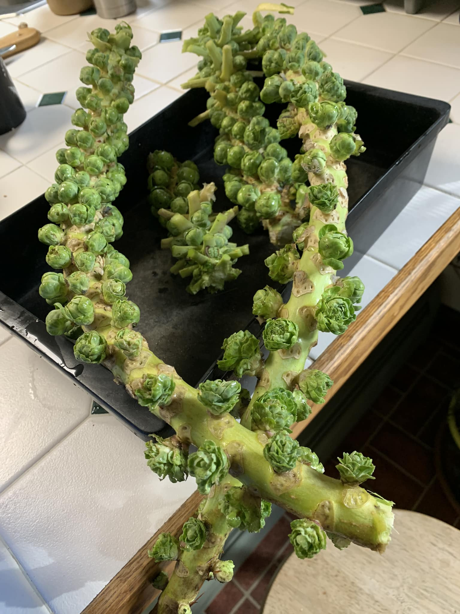 BRUSSEL SPROUT.jpg