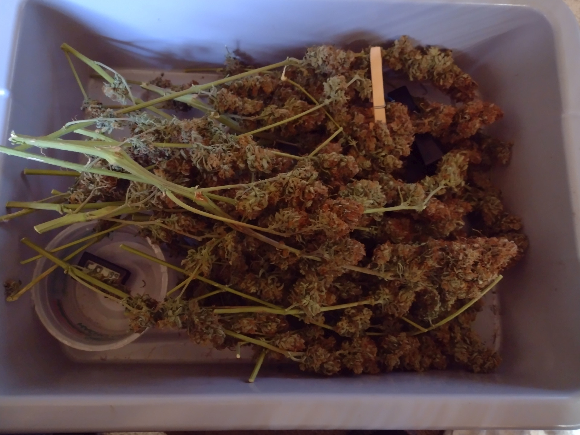 Bubba Kush auto 2 22 pick.jpg - Click image for larger version  Name:	Bubba Kush auto 2 22 pick.jpg Views:	0 Size:	452.8 KB ID:	585569