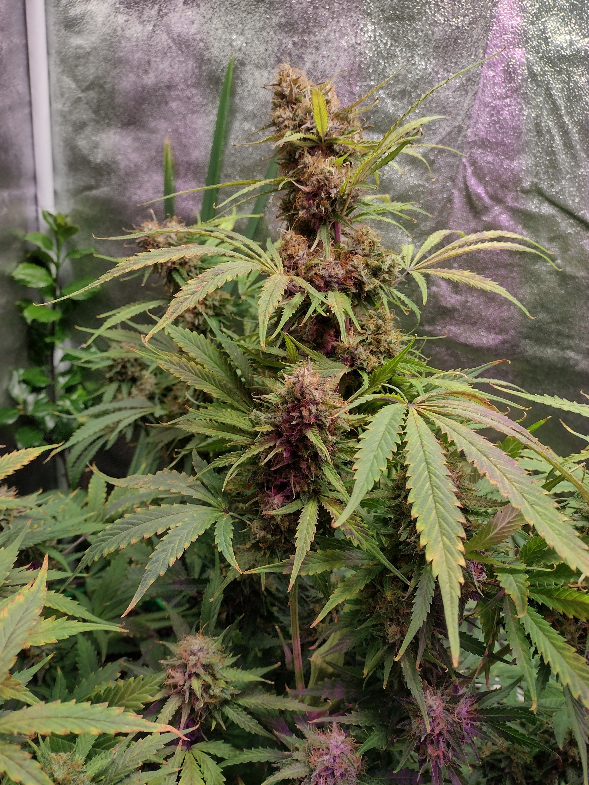 Bubba Kush auto 2 cut day.jpg