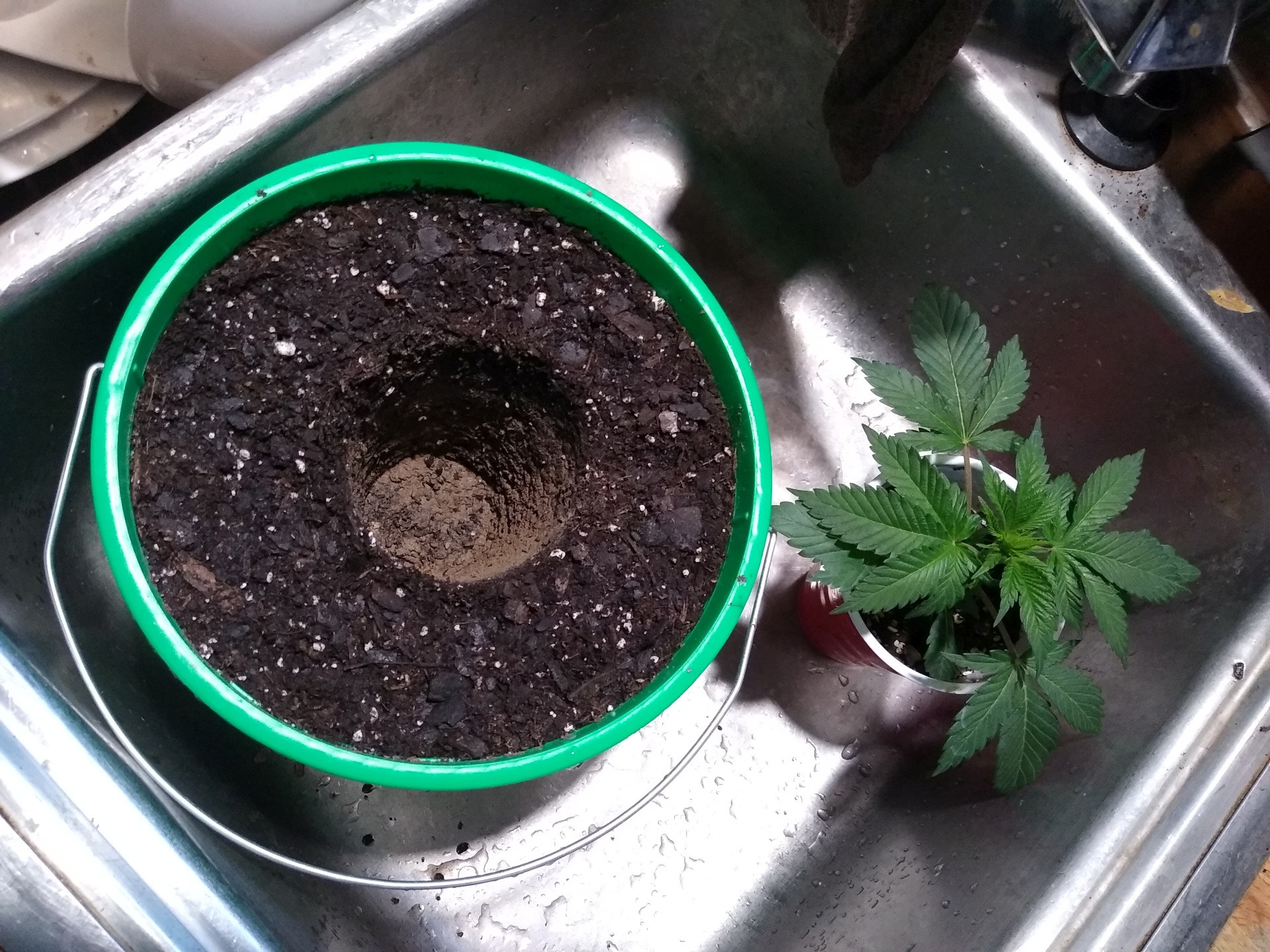 Bucket and plant reay to transplant.jpg