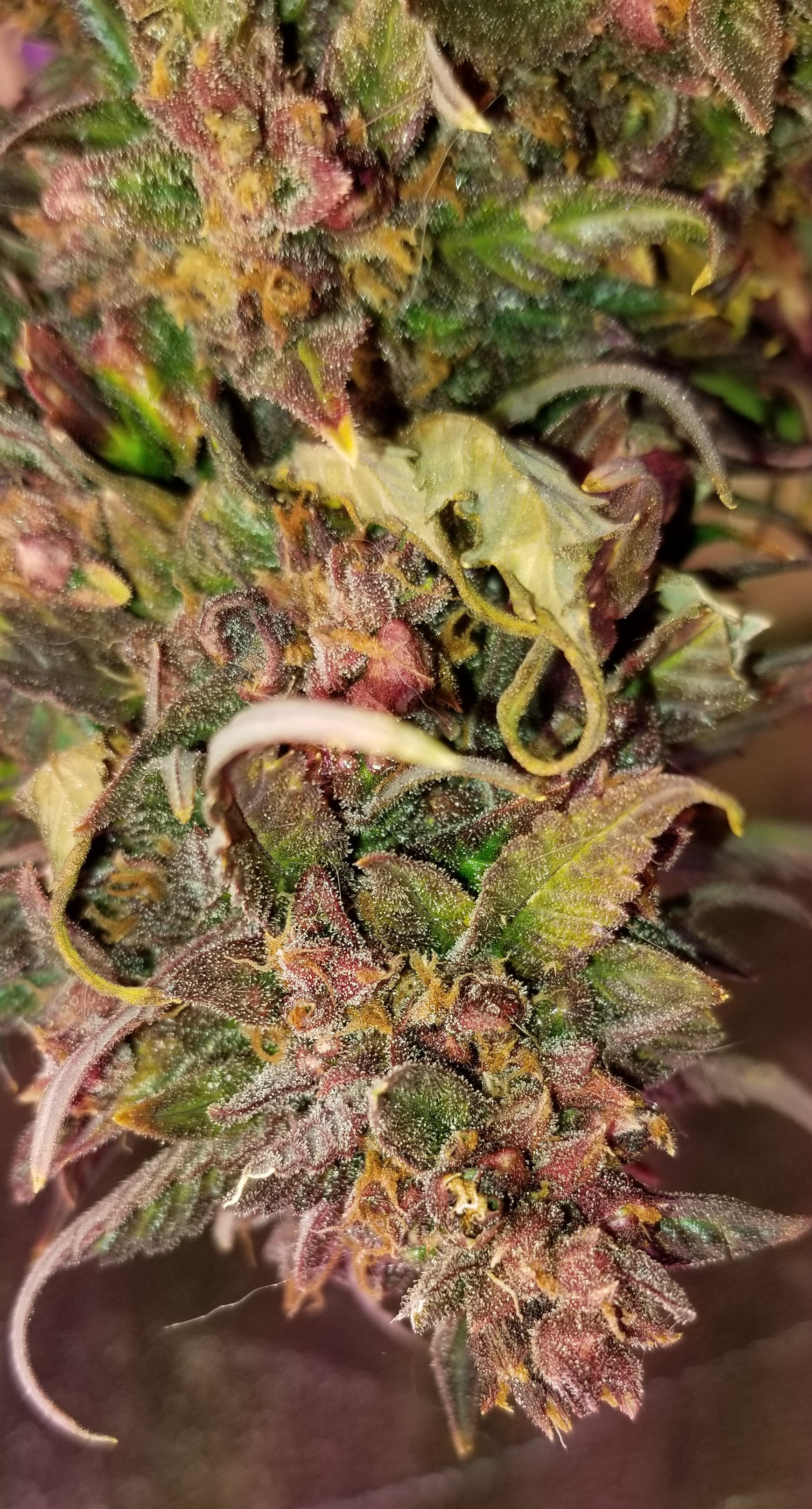 Bud 1.jpg