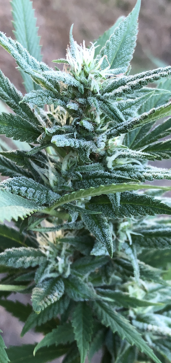 Bud 1.png