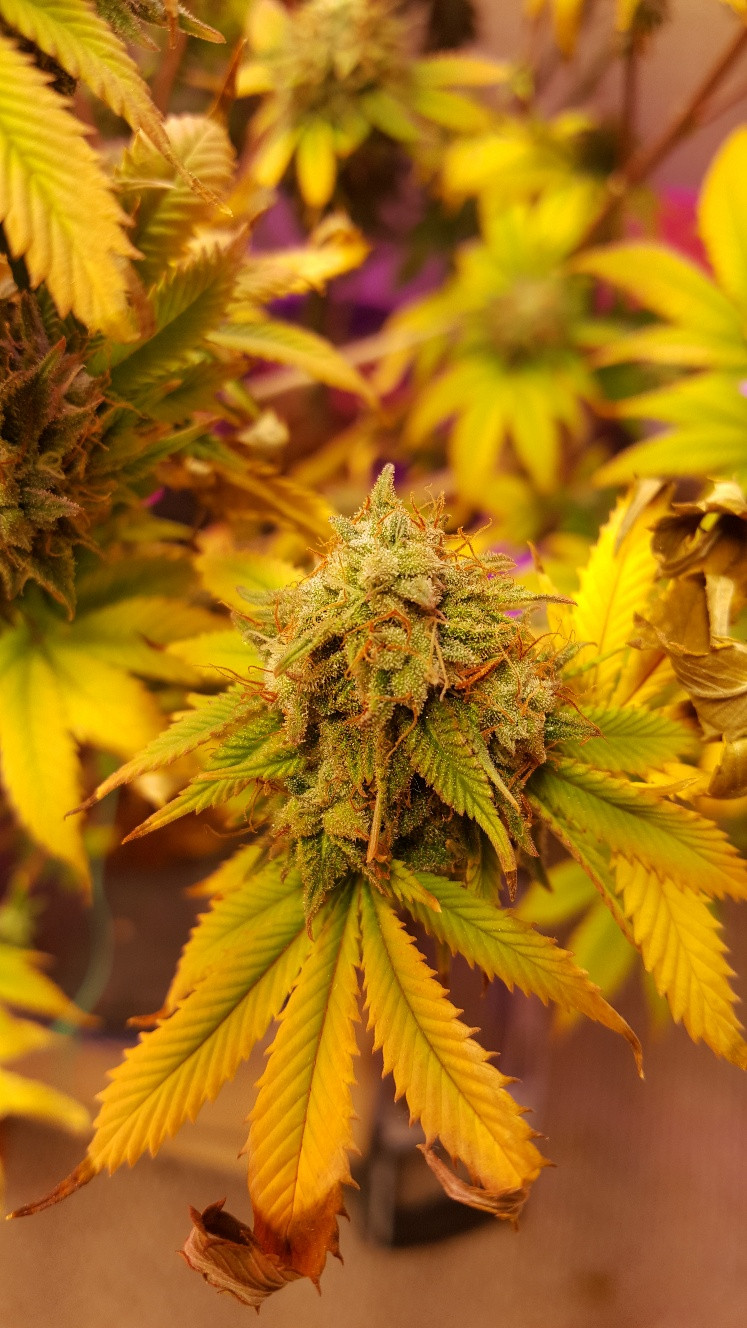 Bud from sickly plant.jpg
