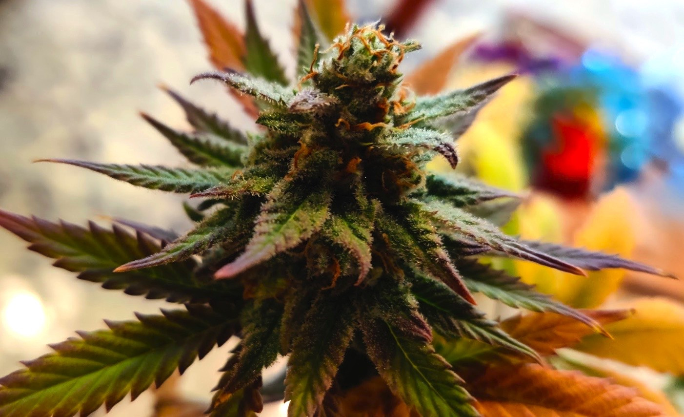 Bud.jpeg