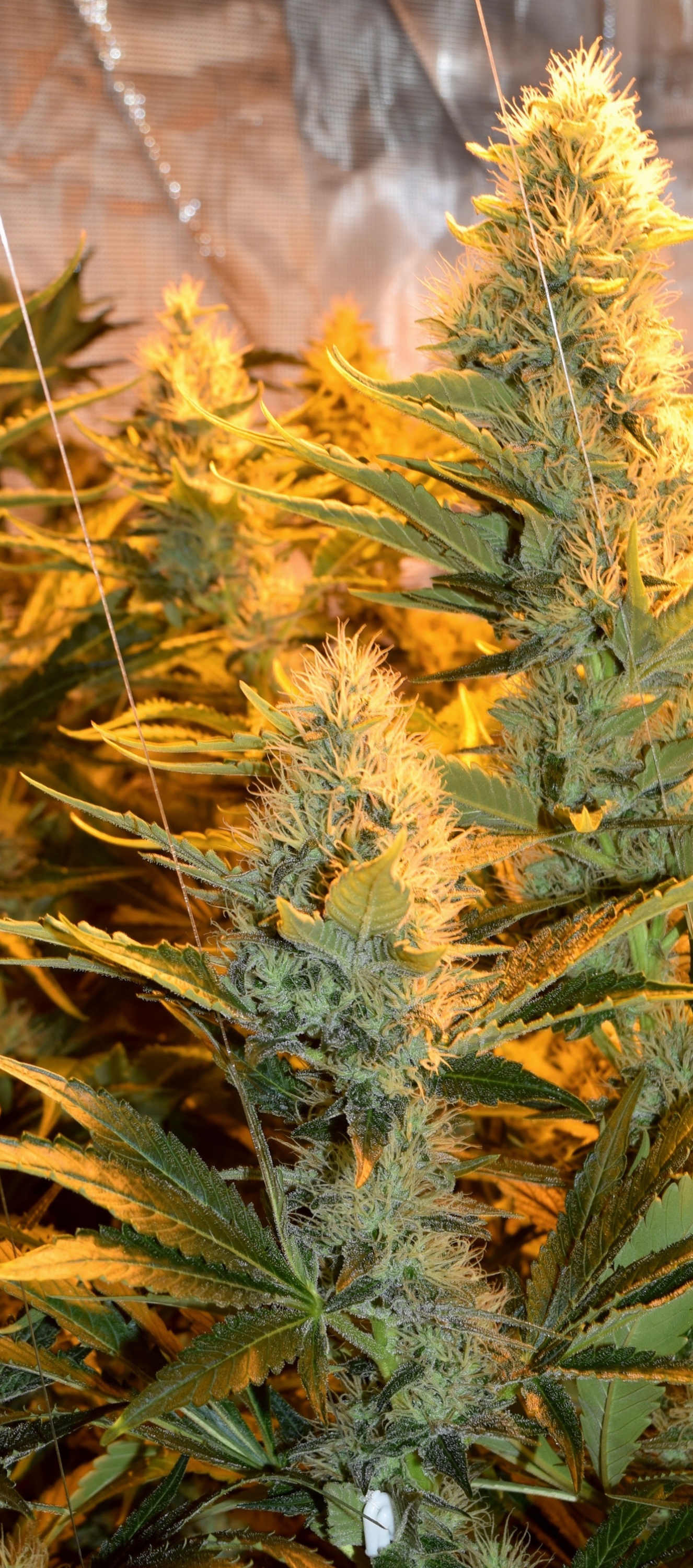 Bud.jpg