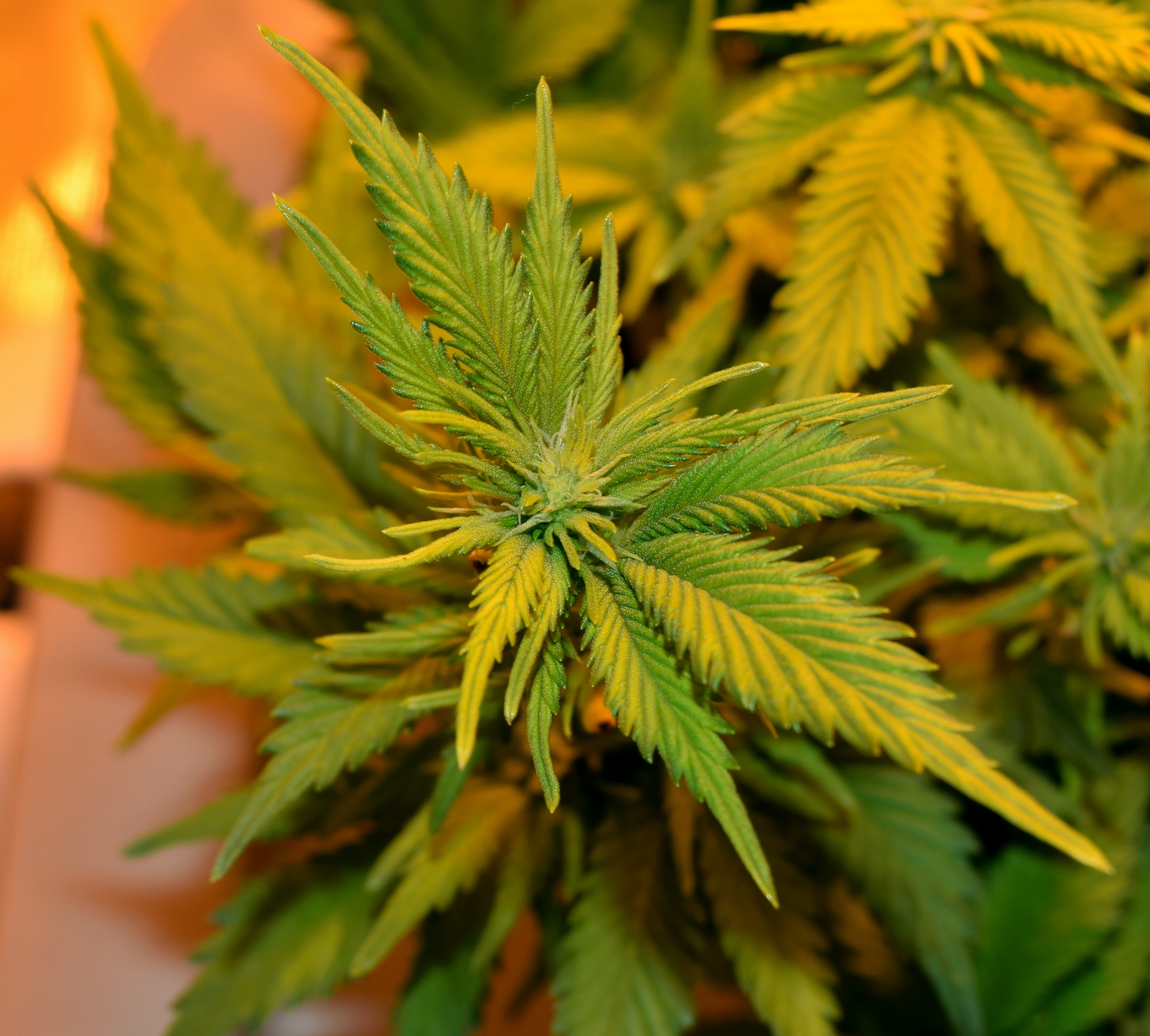 bud.jpg