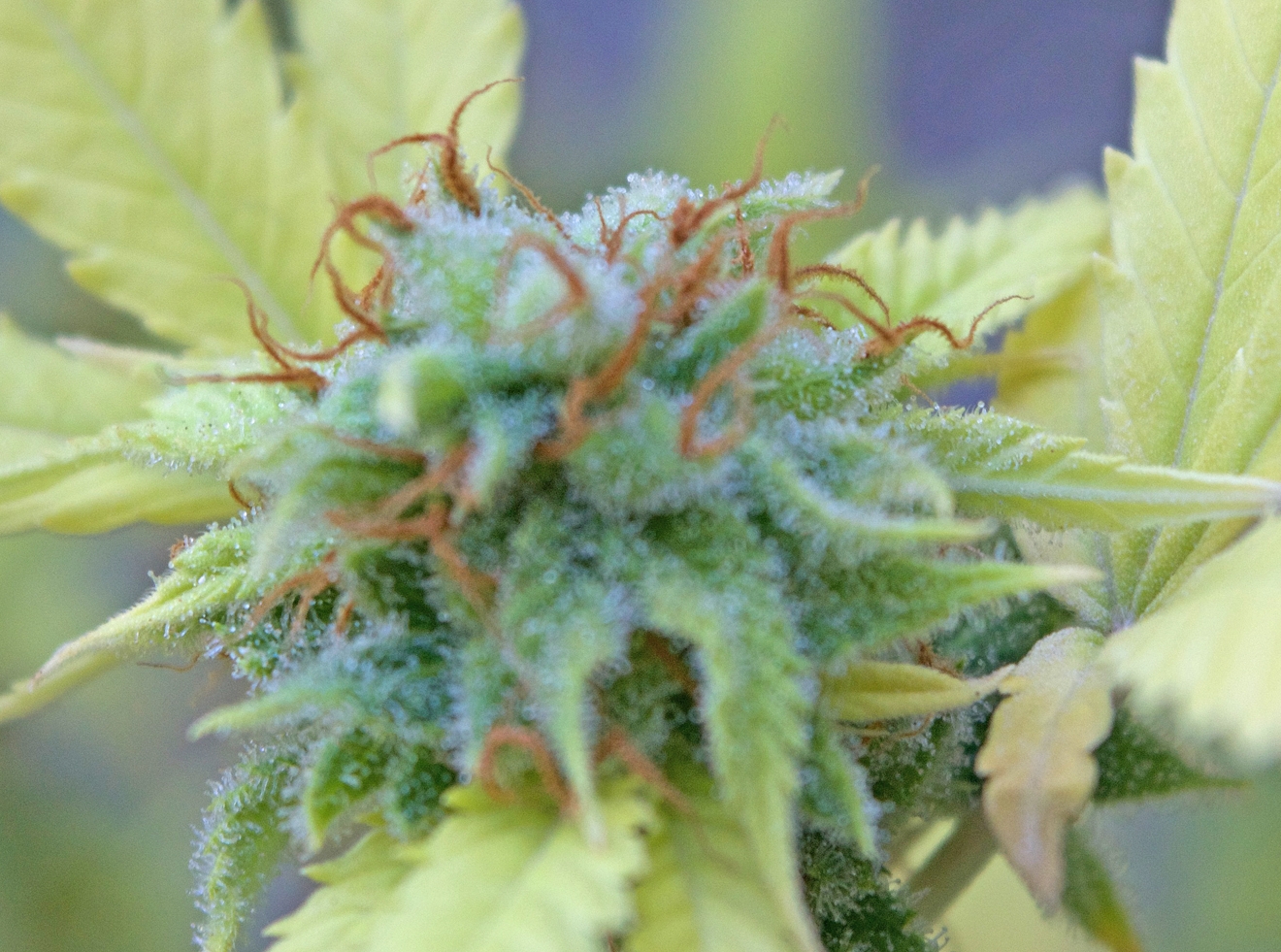 Bud-ll.jpg