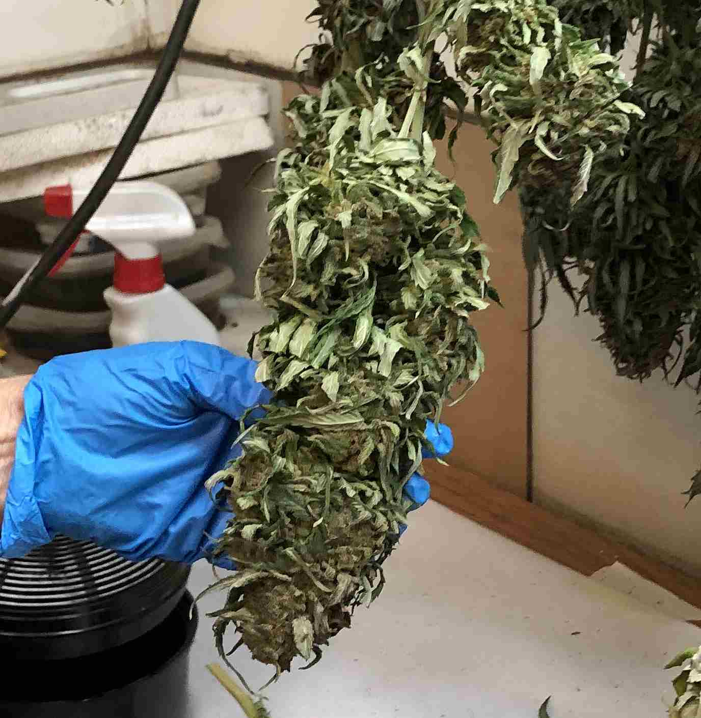 bud1.jpg